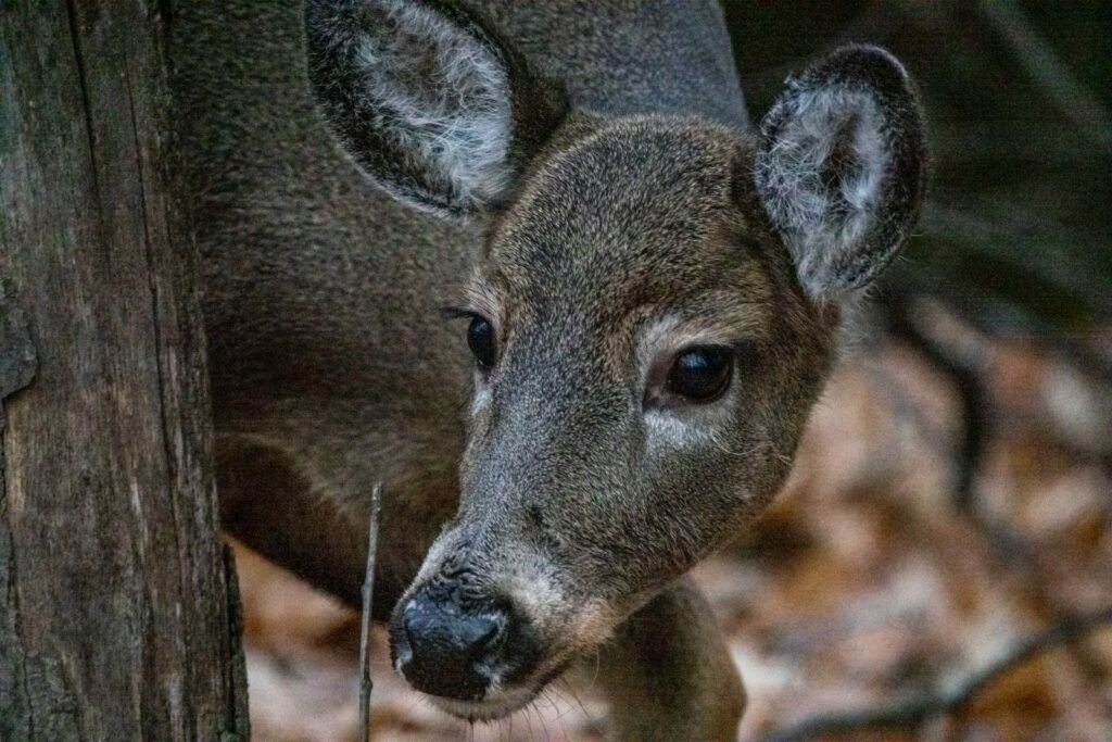 Quatre-vingt-dix collisions avec des cerfs dans la région en cinq ans