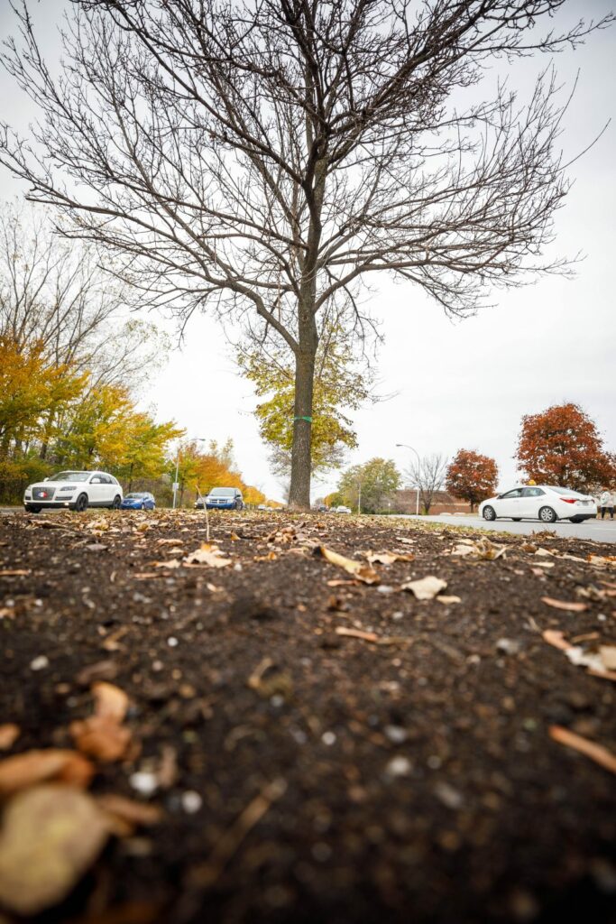L’agrile a presque complètement rayé les frênes de la carte à Longueuil
