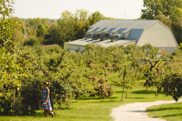 Les pommiers de l’île Saint-Bernard ont souffert de la météo