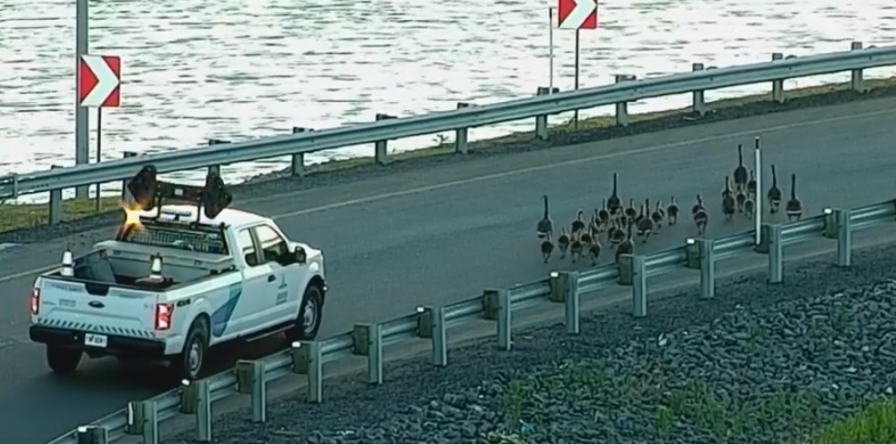 VIDÉO – Des travailleurs du pont Samuel-De Champlain escortent des bernaches