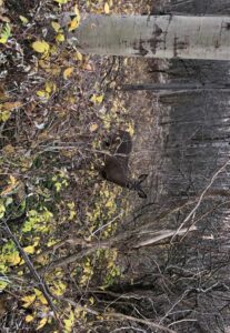 PHOTOS ET VIDÉOS – Euthanasie de cerfs : les relocaliser n’était pas une option