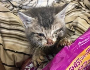 Chaton en détresse dans un sac pendu à un arbre