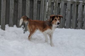 Sept conseils contre les vols de chiens