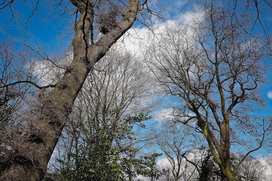 Coupe massive d’arbres atteints de l’agrile du frêne à La Prairie