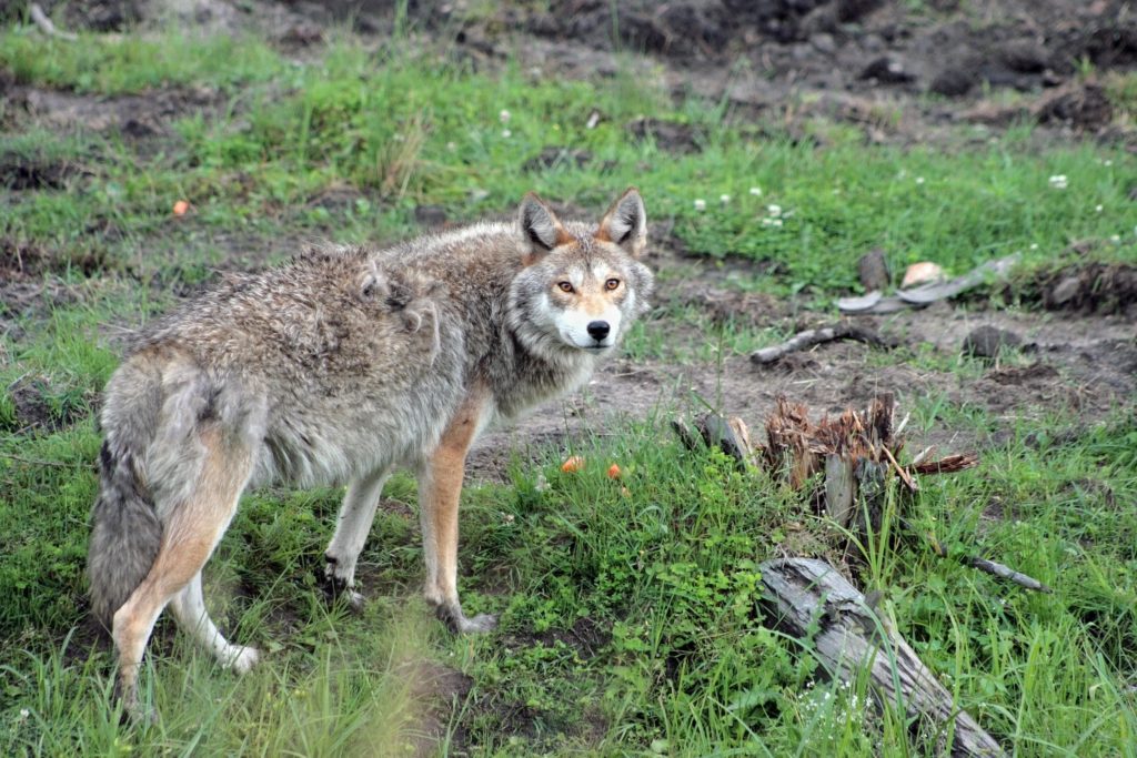 Les coyotes sont plus menaçants pour les animaux que pour les humains