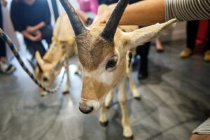 Sept histoires d’animaux marquantes