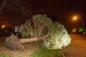 Arbres déracinés et pannes d’électricité dans la région