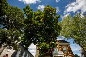 Les arbres vénérables du territoire