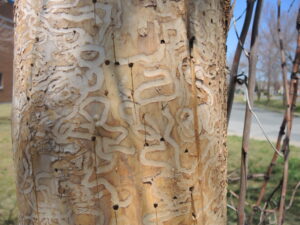 Saint-Constant abattra des frênes ravagés par l&rsquo;agrile