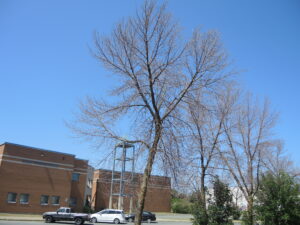 Touchés par l’agrile : une vingtaine de frênes à l’école Fernand-Seguin seront coupés