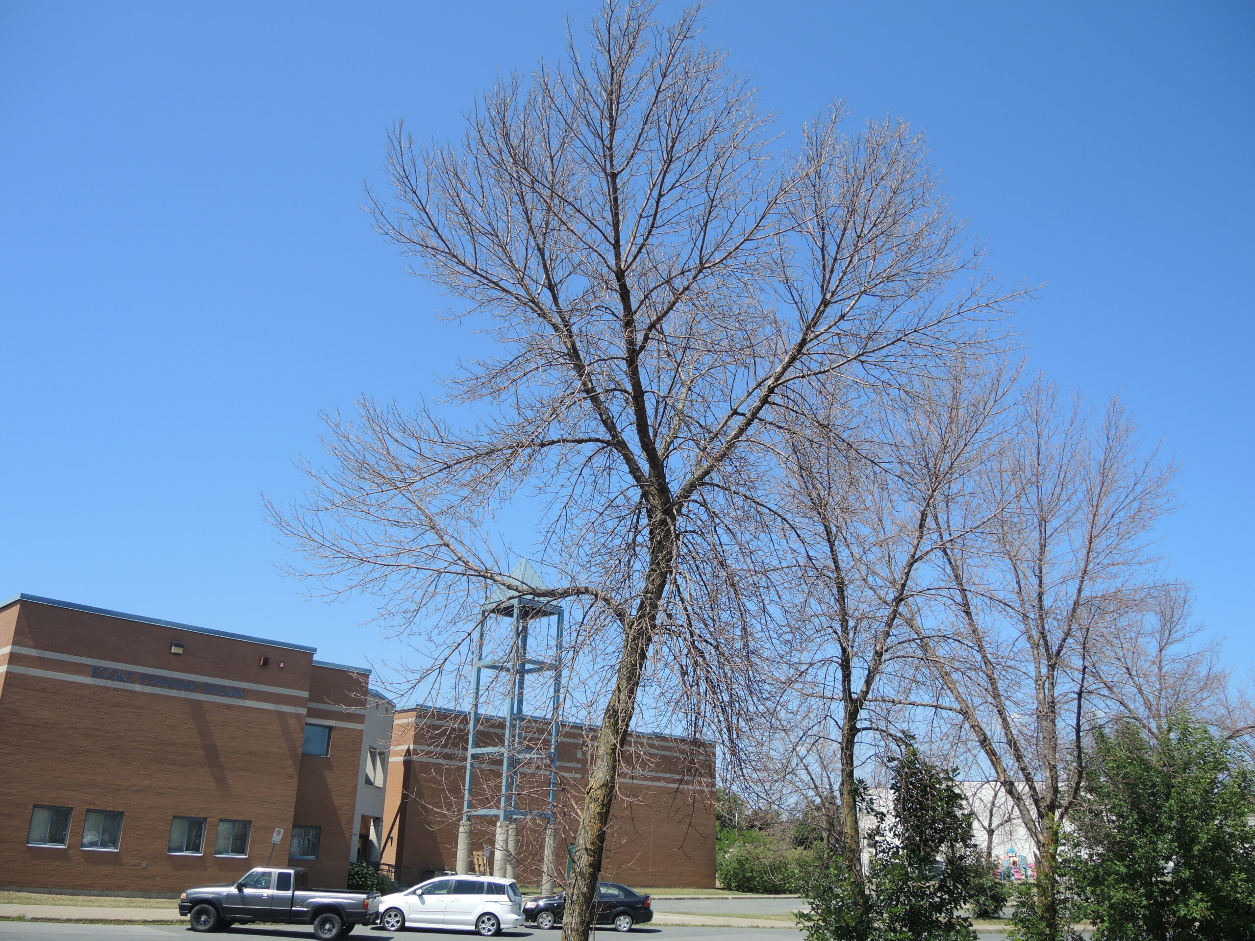 Touchés par l’agrile : une vingtaine de frênes à l’école Fernand-Seguin seront coupés