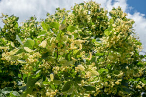 Saint-Philippe réinvente la Journée de l’arbre et le concours Maisons fleuries