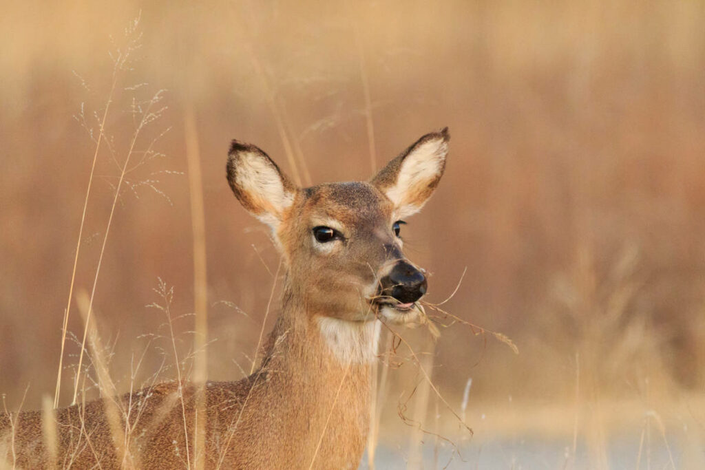 Un cerf de Virginie capturé à La Prairie
