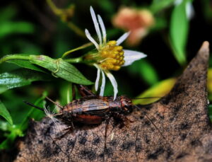 Le chant des grillons influencé par la température