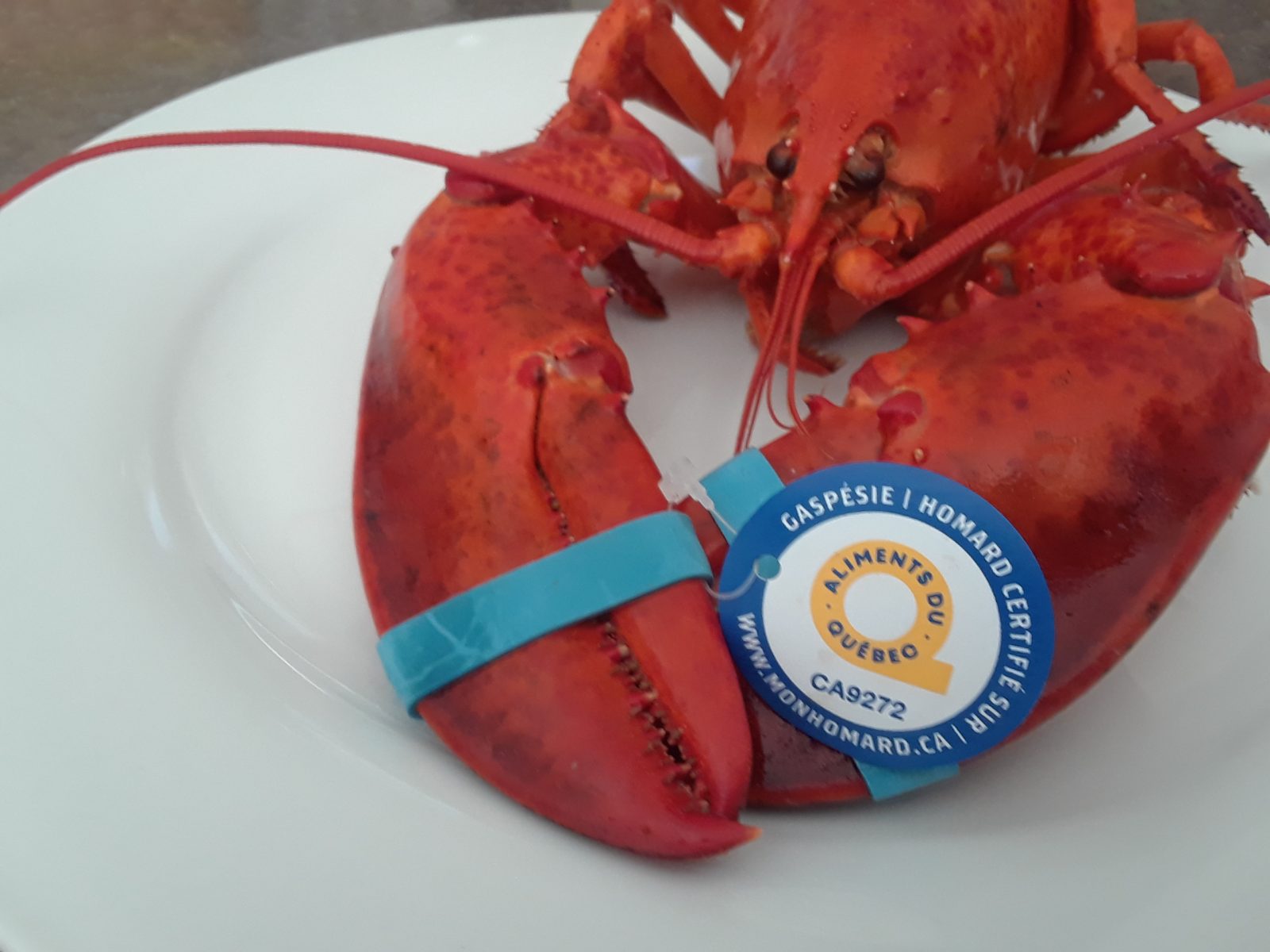 Homard et vin du Québec