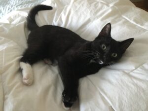 Billet d&rsquo;humeur : S&rsquo;apprivoiser