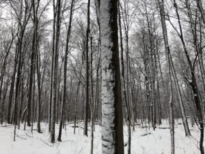 Les maires de Roussillon lancent un appel à tous pour protéger le boisé Châteauguay-Léry
