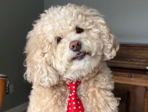 Bémol charme le public et accède à la finale d&rsquo;Animania