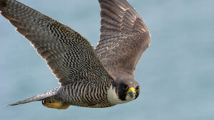 Faucons de retour sous le pont Honoré-Mercier