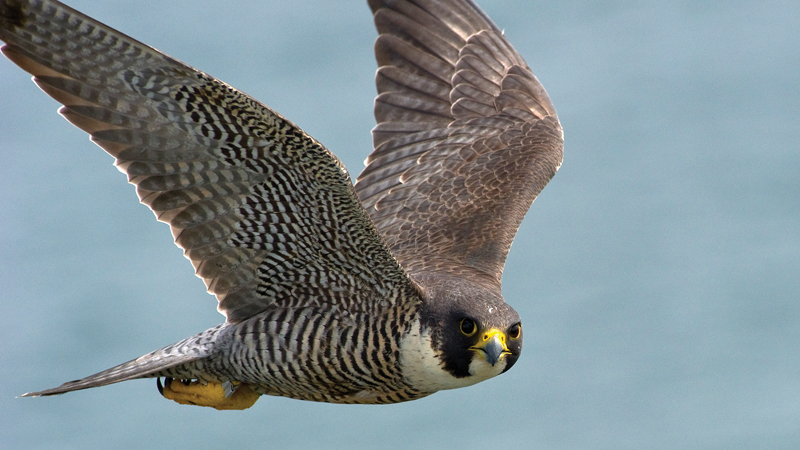 La «surprise» au pont Mercier dévoilée