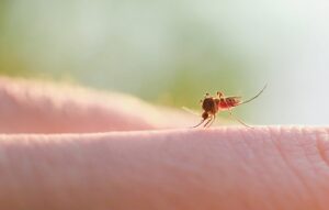 Saint-Constant veut réduire les insectes piqueurs sur son territoire
