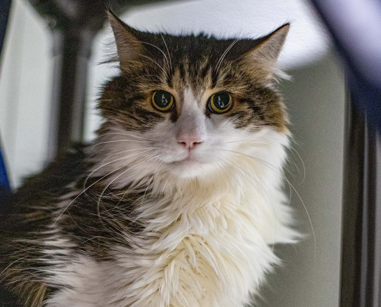 Olivier, l&rsquo;animal de la semaine