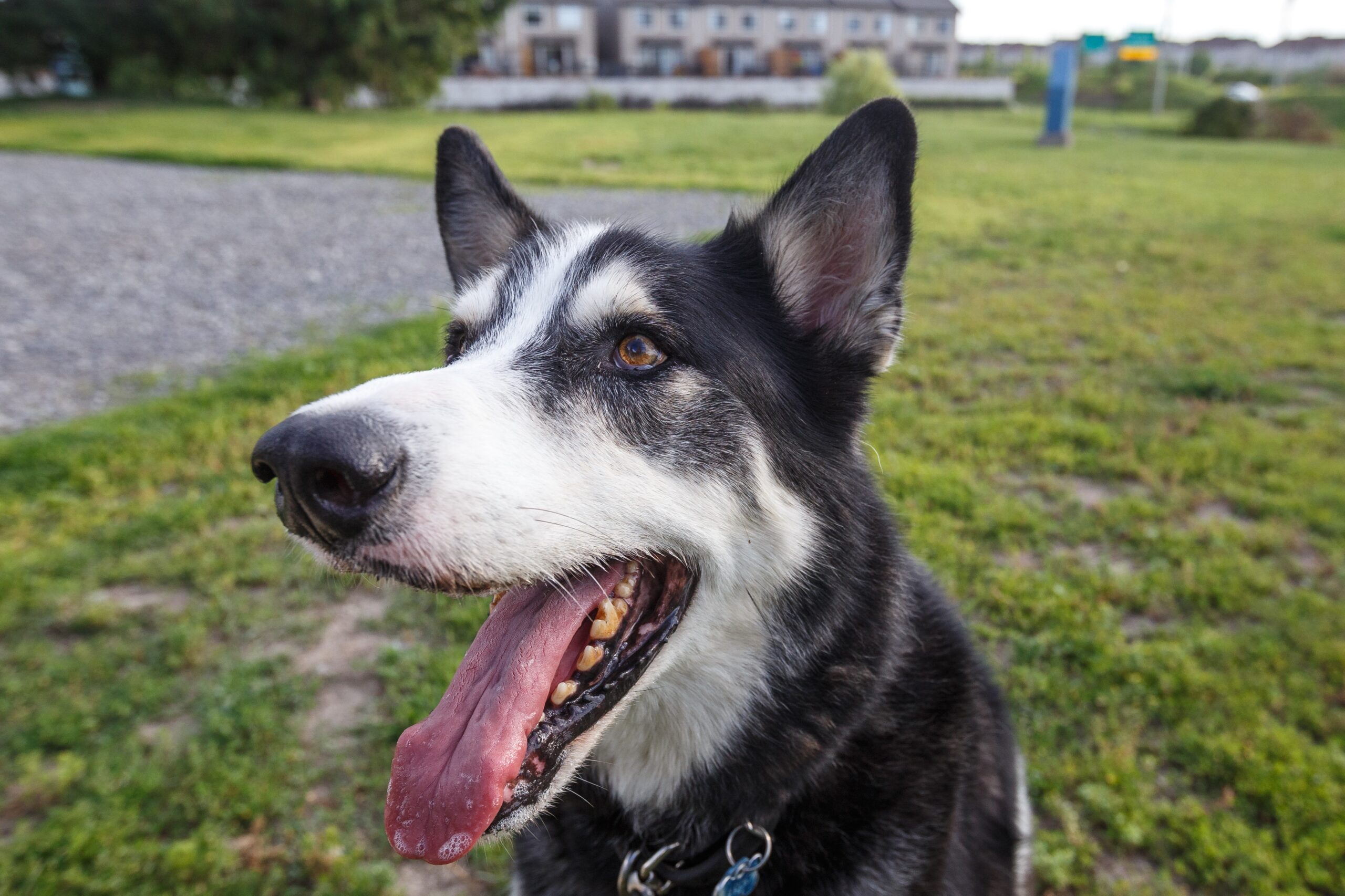 Fermeture du parc canin à Candiac pour des travaux