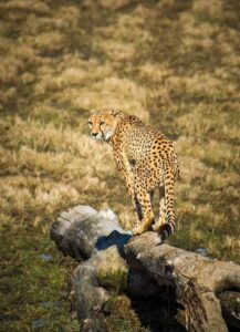 Le Parc Safari à son état le plus sauvage
