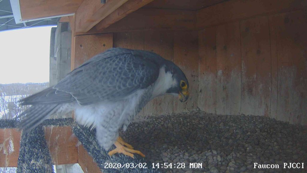 Drone à la recherche de nids au pont Mercier