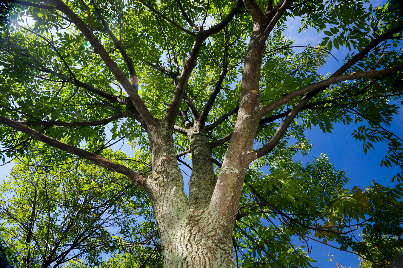 Plan d’action pour lutter contre l’agrile du frêne