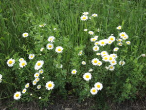 Des journées pour célébrer la nature