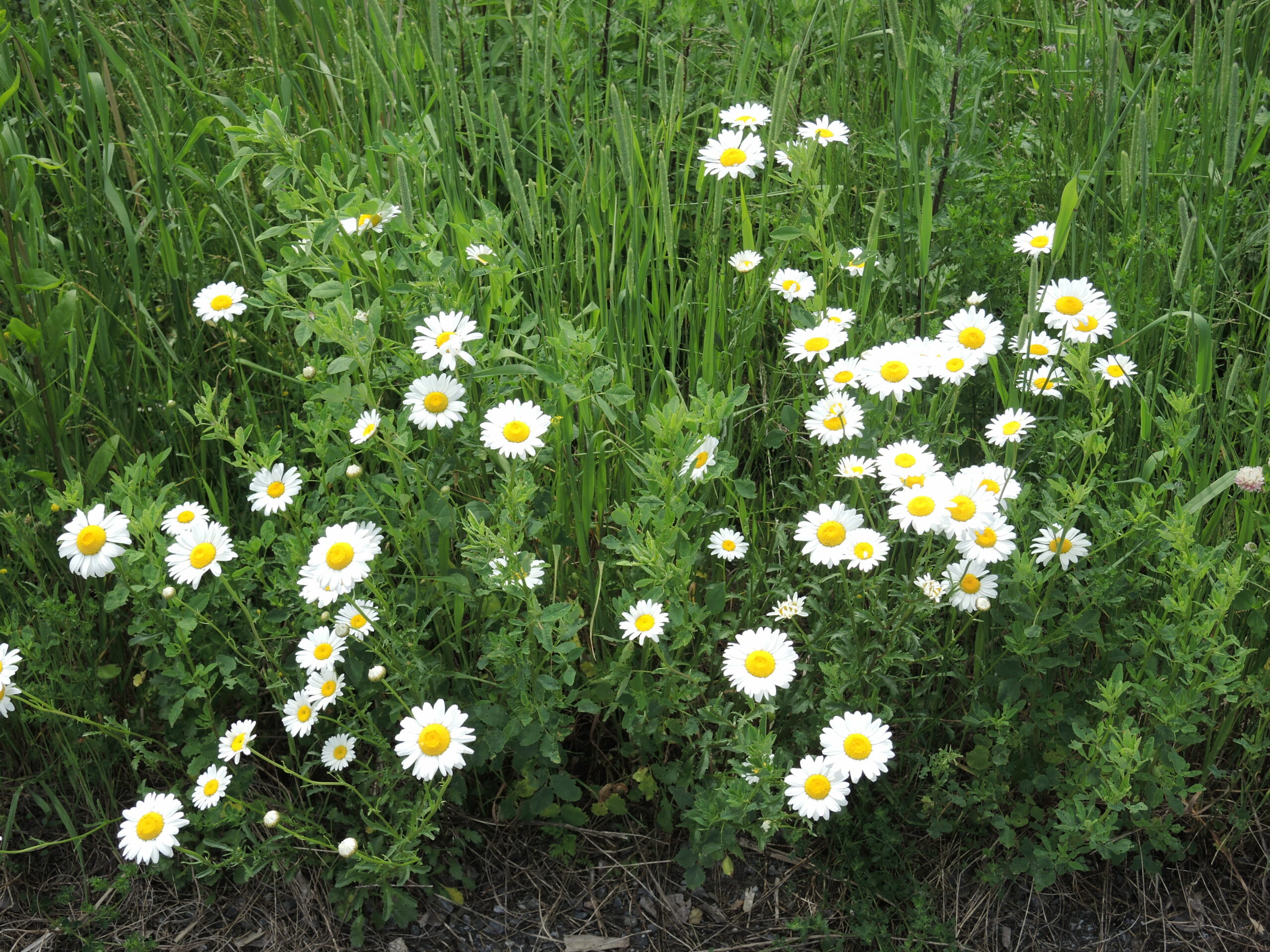 Des journées pour célébrer la nature