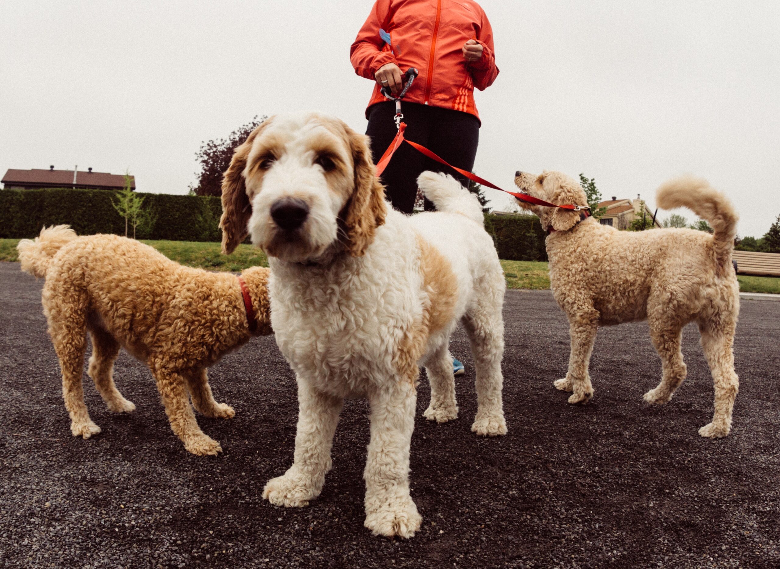 Pour rendre la marche avec pitou agréable