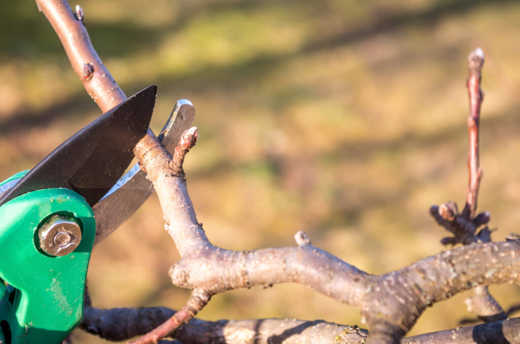 Arboriculture : entretien après l&rsquo;hiver
