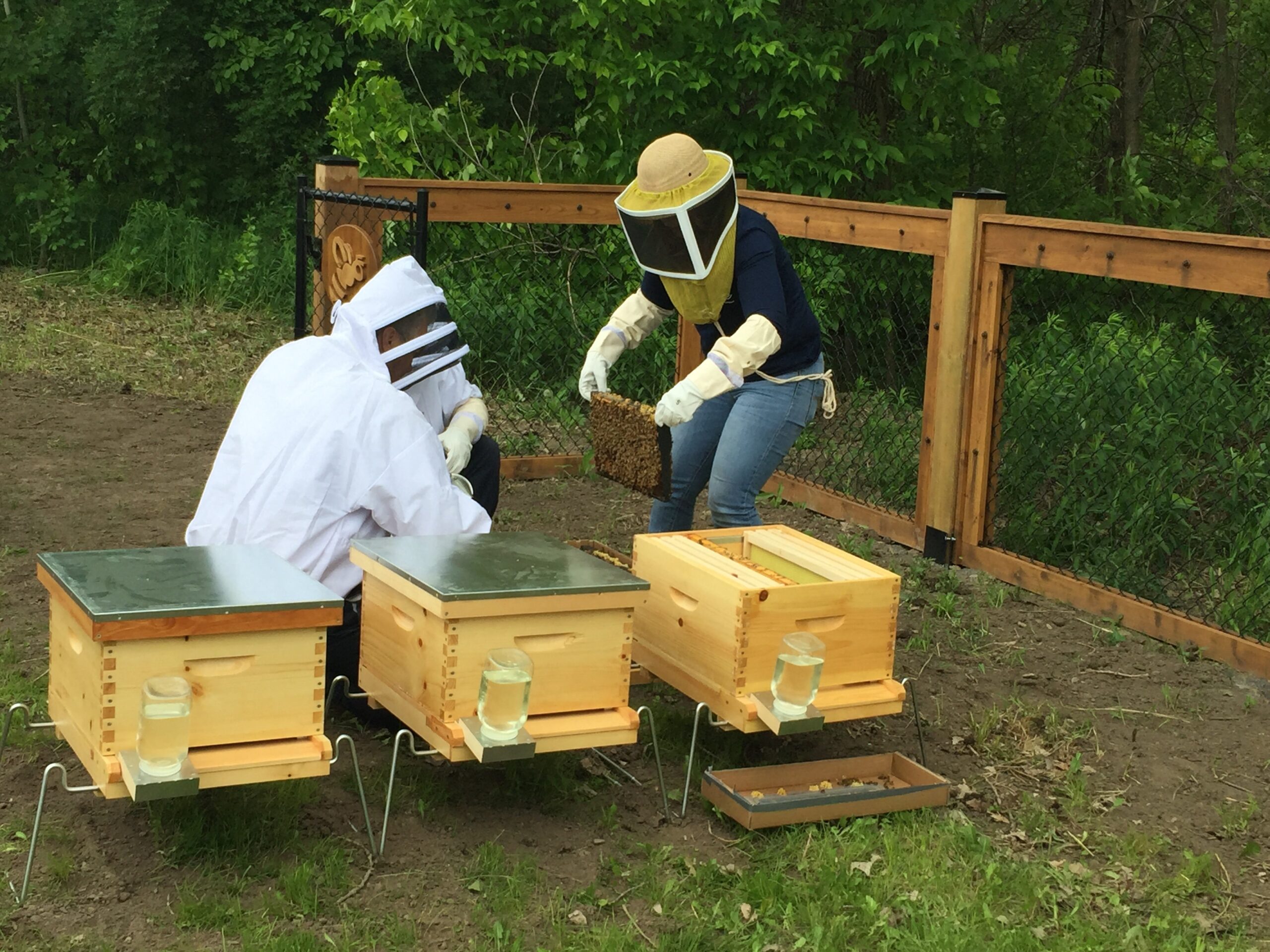 Vingt kilos de miel de plus produits par les ruches de Saint-Constant