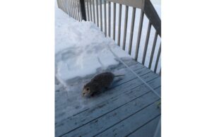 De la visite inusitée de Virginie