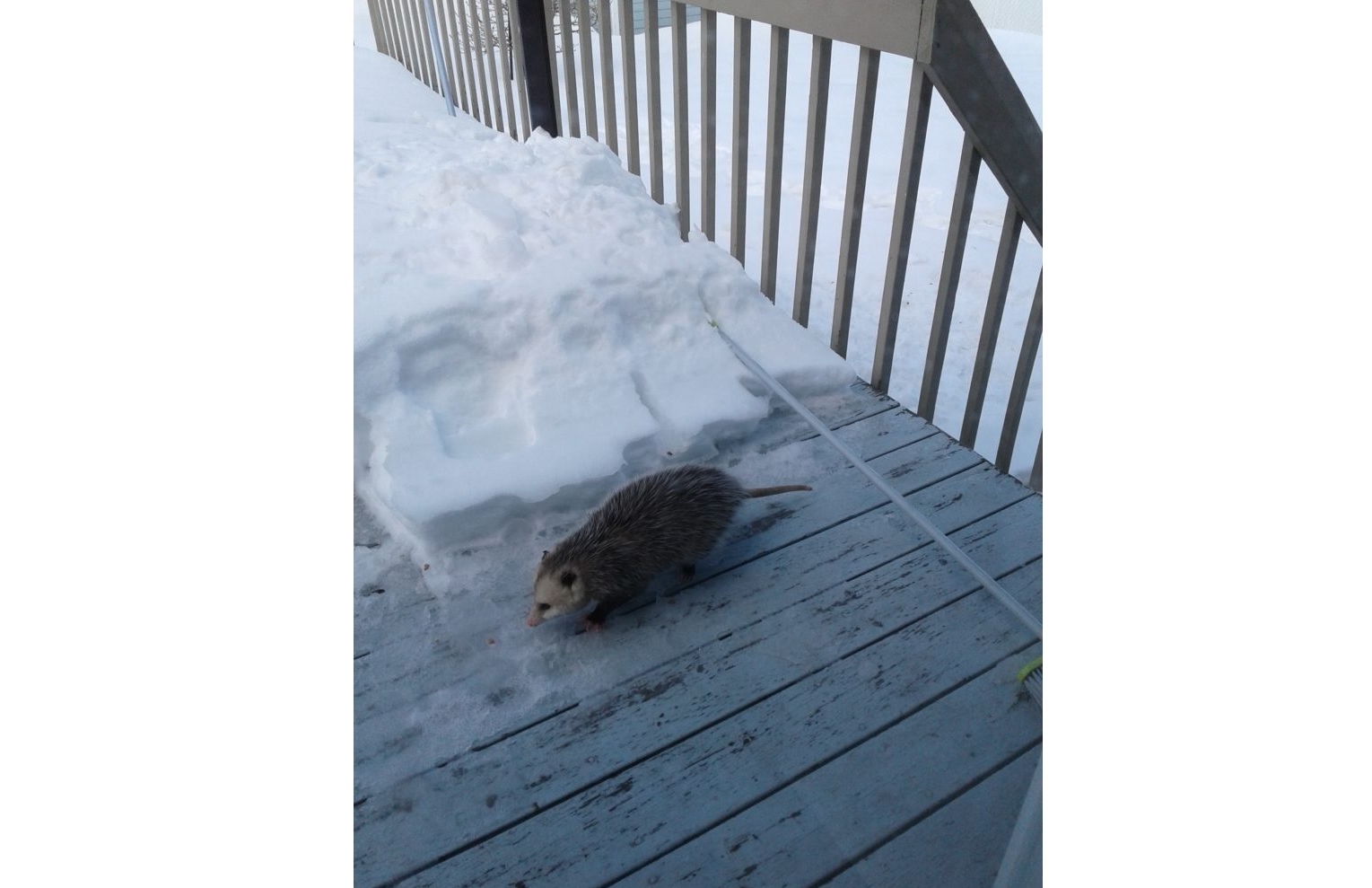 De la visite inusitée de Virginie