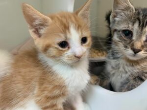 La SPCA Roussillon au secours d’une trentaine de chats