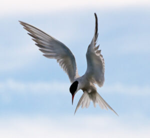 Oiseaux rares recherchés