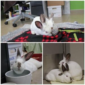 Tinky et Winky, les vedettes de la semaine