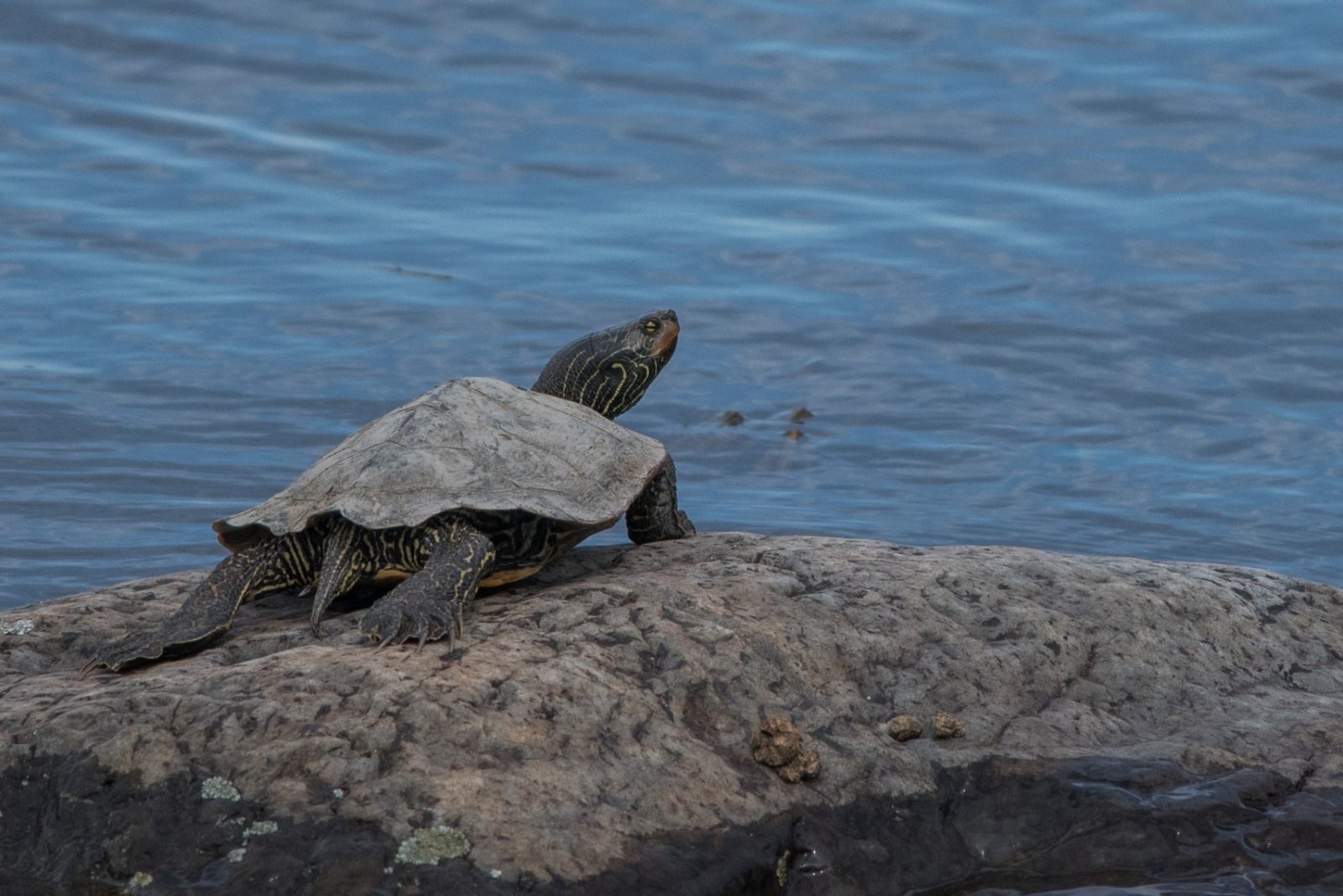 Des tortues pourront se dorer la couenne au soleil