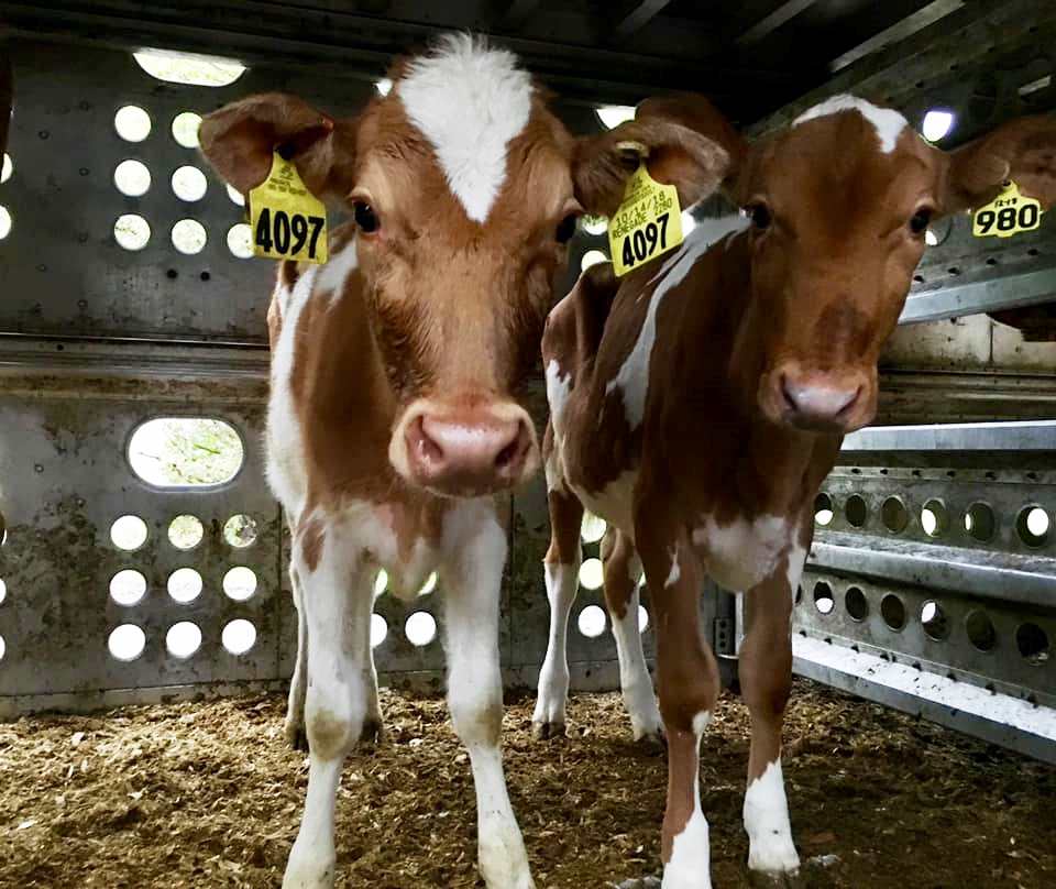 Un lait plus facile à digérer pour les personnes intolérantes au lactose