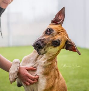 Pas plus d’abandons d’animaux cette année, dit la SPCA Roussillon