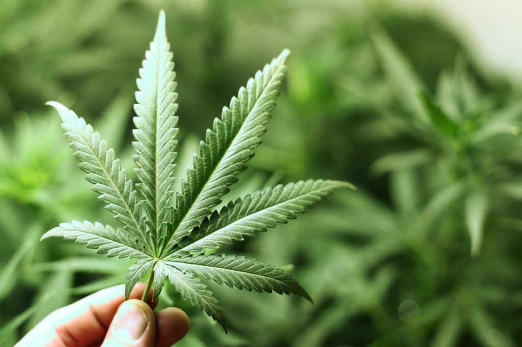 Le cannabis légal disponible dès lundi à Châteauguay