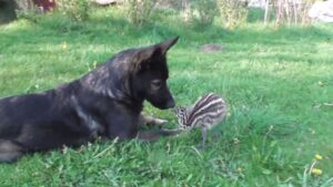 Une amitié improbable, mais tout en douceur