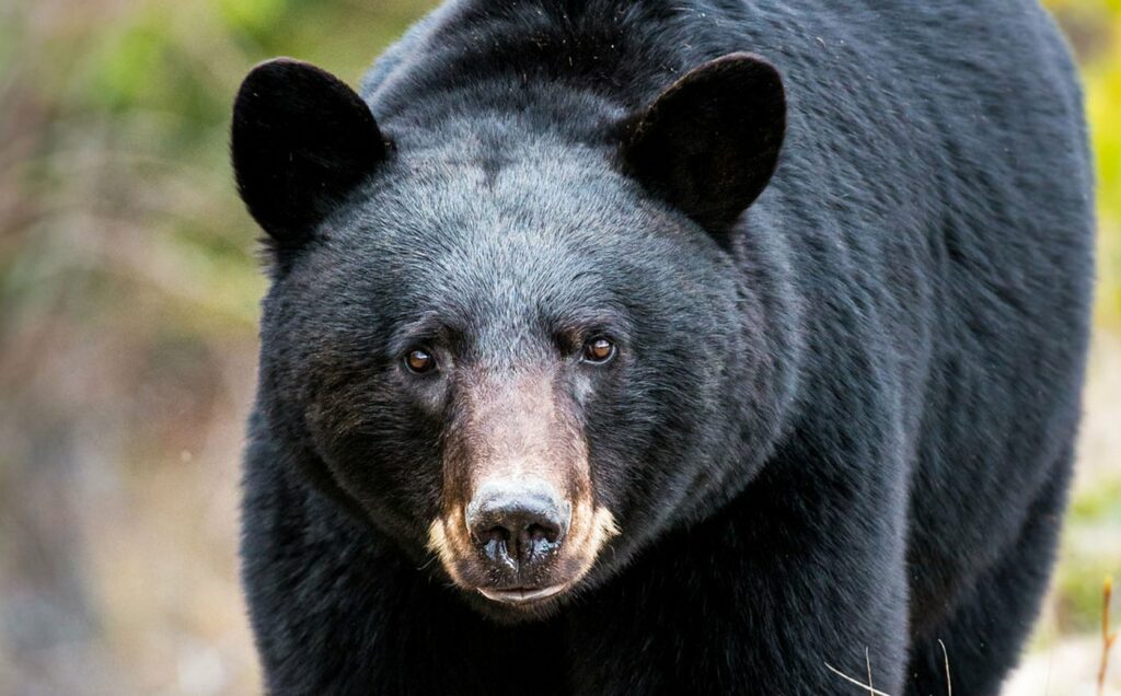Attention aux ours noirs