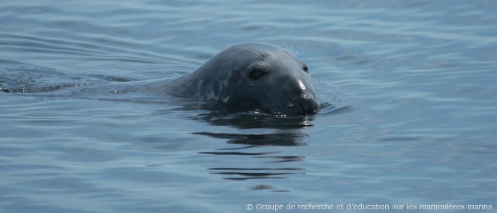 Phoques sur les berges de la Montérégie: prière de ne pas déranger !