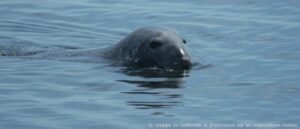 Phoques sur les berges de la Montérégie: prière de ne pas déranger !