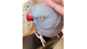 Il a besoin d’être rassuré, celui-là!