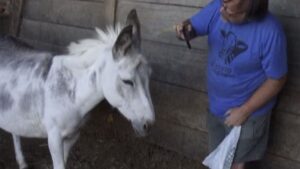 Payez pour qu&rsquo;une ânesse vienne interrompre votre réunion Zoom!